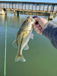 Spotted Bass fish caught in SC