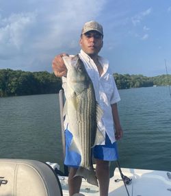 Striped bass caught by angler in Townville