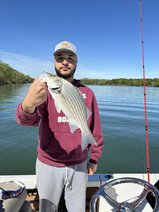 Striped bass caught while fishing in Townville