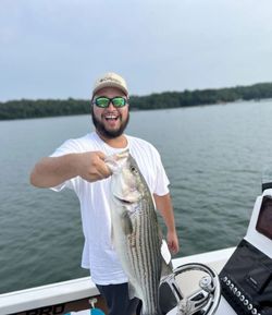Striped bass caught in Townville