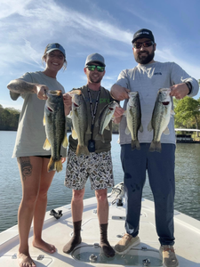 Three massive largemouth bass caught while fishing in SC