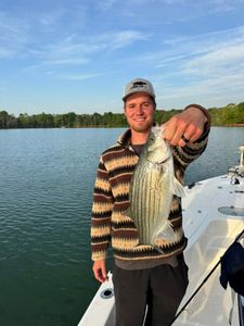 Angler catches a white bass fish in Townville