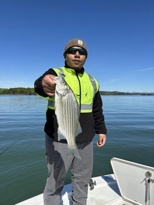 Photograph of a white bass fish caught by a person in Townville