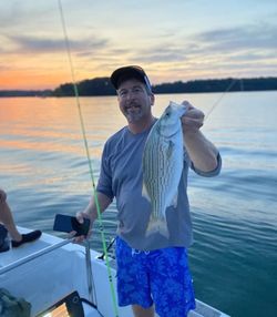 Wiper (Hybrid striped bass) caught while fishing in Townville