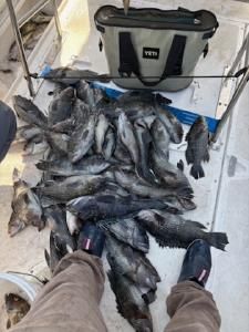 Large catch of black sea bass displayed in fishing cooler on boat deck in Morehead City NC