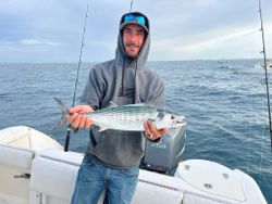 One Atlantic Bonito fish caught in NC