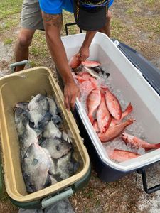 Two grey triggerfish spotted in Morehead City, fishing and tours shown