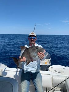 Grey triggerfish caught while fishing in Morehead City