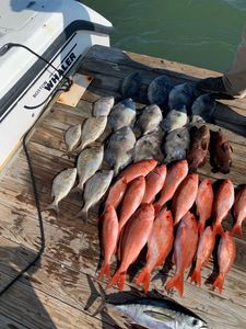 10 blackfin tuna and southern black bream fish in Morehead City
