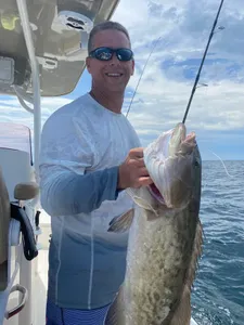 Gag Grouper, a large fish, caught while fishing in FL