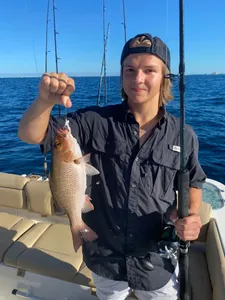 Grey snapper fish caught by fisherman in Niceville
