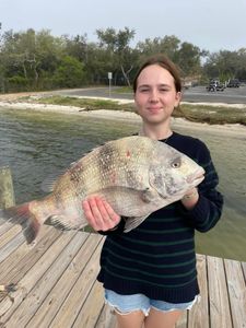 Perdido Key Sheepshead Wonders