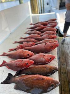 Perdido Key Red Snapper Abundance
