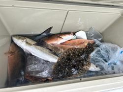 Perdido Key Coast Abundance, Sea Trout and more