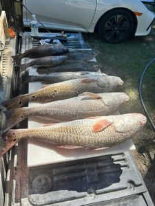 Fall Break Haul In Perdido Key Waters, Redfish