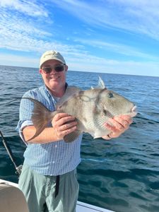 Perdido Key Finest Triggerfish 