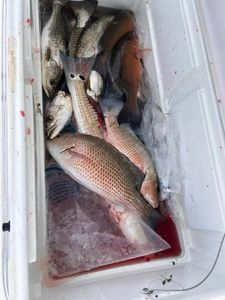 5 spotted weakfish caught fishing at Orange Beach