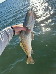 An angler fishing in the water at Orange Beach