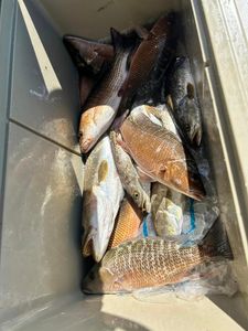 7 grey snapper caught while fishing in Alabama