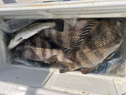 Three sheepshead and spotted weakfish caught in Orange Beach