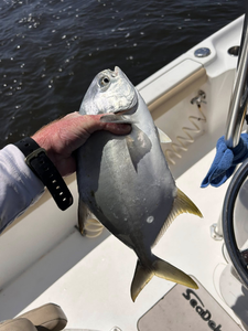 A single permit fish caught in Orange Beach