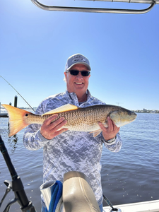 Redfish caught by angler in Orange Beach