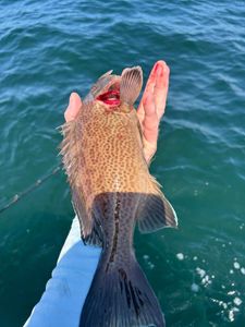 A scenic view of the beautiful Orange Beach coastline.