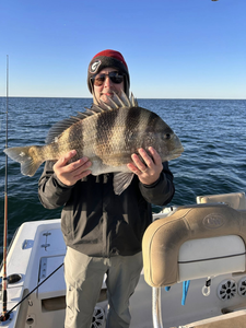 Sheepshead fish caught by angler in Alabama