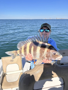 Sheepshead fish caught in AL while fishing