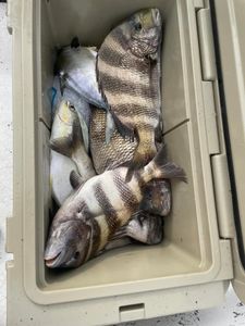 Two sheepshead fish caught in Orange Beach