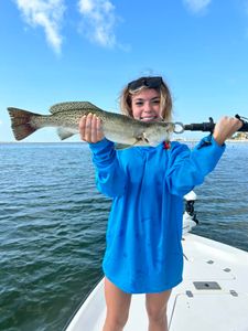 Spotted Weakfish measuring 21 inches caught while fishing in Orange Beach