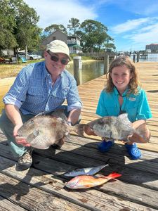 Three grey triggerfish caught while fishing in Alabama