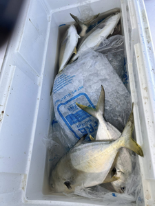 Two blue catfish caught fishing in AL