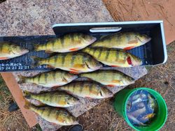 A school of 10 American Yellow Perch fish in WI