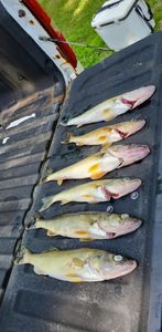 6 sand tiger sharks fishing in WI