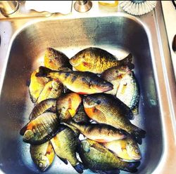 7 American Yellow Perch caught while fishing in WI