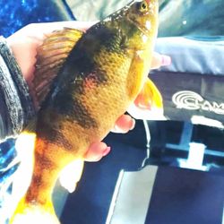 Jumbo perch