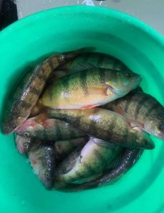 4 American Yellow Perch fish caught in WI
