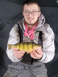 Angler holds a 9-inch American Yellow Perch in Mosinee, Wisconsin