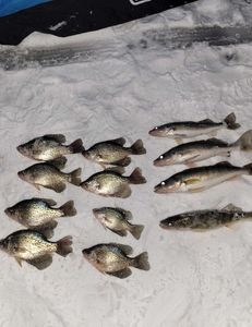 11 crappie fish caught while fishing in Wisconsin