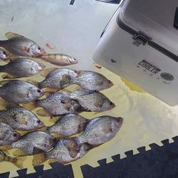 9 crappie fish caught in Mosinee, Wisconsin during a fishing trip