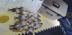 Two crappie fish caught in Mosinee