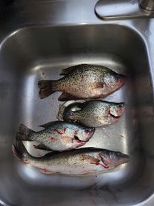 4 crappie fish caught in WI