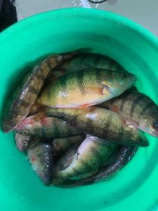 Bucket full of yellow perch! 