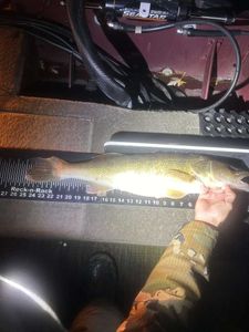 Angler fishing in Mosinee