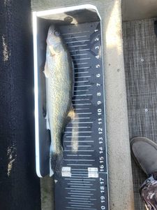 Fishing in Mosinee