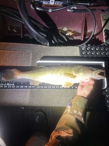 Stunning pike-perch caught while fishing in WI
