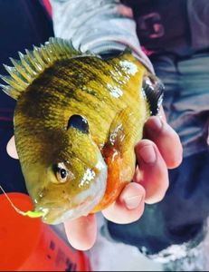 Scup fishing in Mosinee