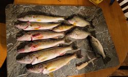 Seven crappie fish caught in Wisconsin while fishing
