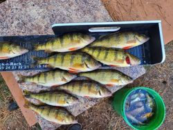 10 fish caught in Mosinee during a fishing trip